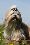 SHIH TZU 293